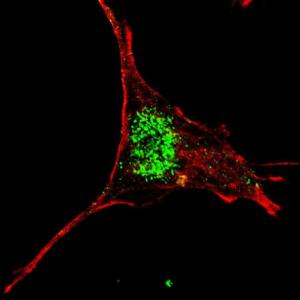 Anti-KLF4 Rabbit Polyclonal Antibody