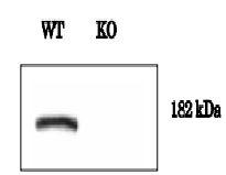 Anti-Dnmt1 Antibody