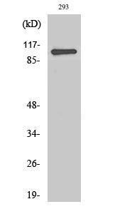 Western blot analysis of various cells using Anti-ZC3H7B Antibody