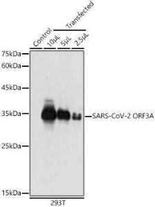 Western blot analysis of extracts of 293T cells, using Anti-SARS-CoV-2 ORF3a Antibody (A306060) at 1:5,000 dilution The secondary antibody was Goat Anti-Rabbit IgG H&L Antibody (HRP) at 1:10,000 dilution Lysates/proteins were present at 25 µg per lane