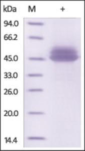 The purity of rh IL12B /P40 was determined by DTT-reduced (+) SDS-PAGE and staining overnight with Coomassie Blue.