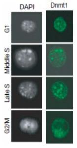 Anti-Dnmt1 Antibody