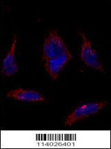 Anti-SOX2 Rabbit Polyclonal Antibody