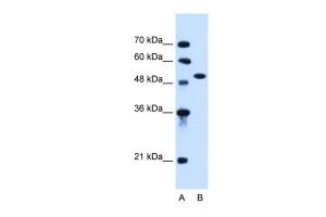 Anti-ACVR1 Rabbit Polyclonal Antibody