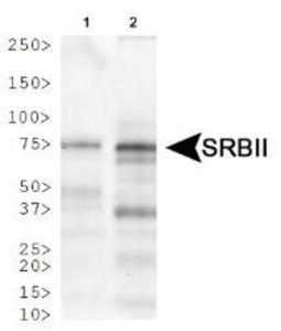 Anti-SCARB2 Rabbit Polyclonal Antibody