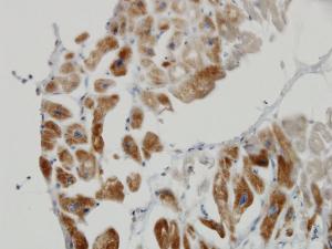 Anti-DLD Mouse Monoclonal Antibody [clone: 3C1]