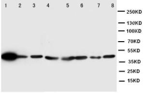 Anti-ERK2 Rabbit Polyclonal Antibody