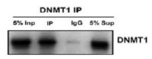 Anti-Dnmt1 Antibody