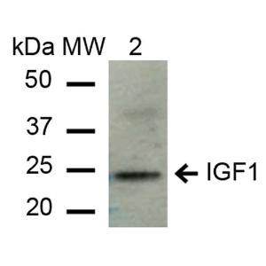 Western blot analysis of mouse liver cel