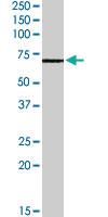 Anti-ABCE1 Goat Polyclonal Antibody