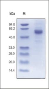 The purity of rh Noggin Fc Chimera was determined by DTT-reduced (+) SDS-PAGE and staining overnight with Coomassie Blue.