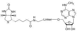 N6-methyladenosine-b 17100 1 mg