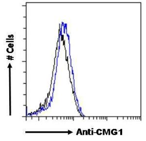 Anti-IFT74 Antibody (A84522) Flow cytometric analysis of paraformaldehyde fixed U251 cells (blue line), permeabilized with 0.5% Triton.