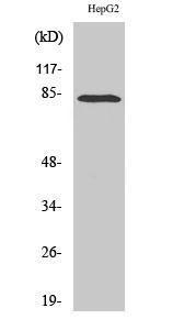 Western blot analysis of various cells using Anti-RBAK Antibody