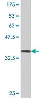 Anti-SUMF2 Mouse Polyclonal Antibody