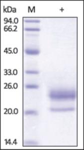 The purity of rh NPC2 / HE1 was determined by DTT-reduced (+) SDS-PAGE and staining overnight with Coomassie Blue.