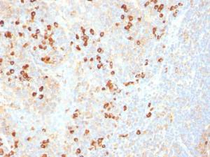 Immunohistochemical analysis of formalin-fixed, paraffin-embedded human tonsil using Anti-Plasma Cell Antibody [SPM310]