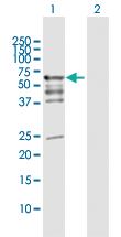 Anti-PDZD3 Rabbit Polyclonal Antibody