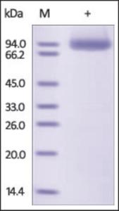 The purity of rh NRP1 / Neuropilin?1 / CD304 was determined by DTT-reduced (+) SDS-PAGE and staining overnight with Coomassie Blue.