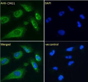 Anti-IFT74 Antibody (A84522) Immunofluorescence analysis of paraformaldehyde fixed U251 cells, permeabilized with 0.15% Triton. Primary incubation 1 hr (10 µg/ml) followed by Alexa Fluor 488 secondary Antibody (4 µg/ml), showing cytoplasmic and Golgi apparatus staining.