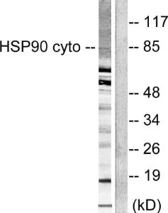 Western blot analysis of lysates from NIH/3T3 cells using Anti-HSP90A Antibody. The right hand lane represents a negative control, where the antibody is blocked by the immunising peptide.