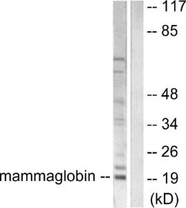 Anti-Mammaglobin A Rabbit Polyclonal Antibody