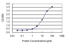 Anti-MAPK11 Polyclonal Antibody Pair