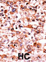 Anti-CDK1 Rabbit Polyclonal Antibody (Biotin)