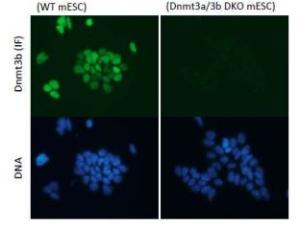 Anti-Dnmt3b Antibody