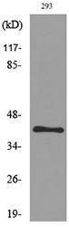 Western blot analysis of lysate from 293 cells using Anti-PAX5 Antibody