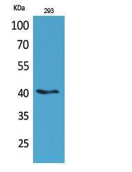 Western blot analysis of 293 cells using Anti-PAX5 Antibody