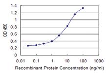 Anti-VPS26A Mouse Monoclonal Antibody [clone: 1C4]