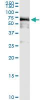 Anti-PDZD3 Rabbit Polyclonal Antibody