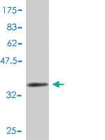 Anti-CMTM5 Mouse Polyclonal Antibody