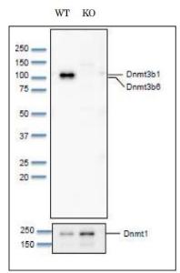 Anti-Dnmt3b Antibody