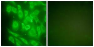 Immunofluorescence analysis of NIH/3T3 cells using Anti-HSP90A Antibody. The right hand panel represents a negative control, where the antibody was pre-incubated with the immunising peptide.