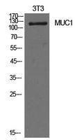 Western blot analysis of extracts from NIH 3T3 cells using Anti-MUC1 Antibody