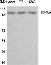 Western blot analysis of various cells using Anti-HSP90A Antibody