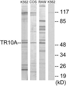 Anti-TR10A antibody