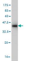 Anti-SUMF2 Mouse Monoclonal Antibody [clone: 4B3]