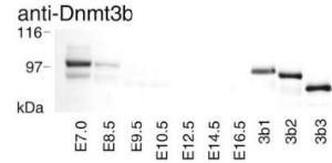 Anti-Dnmt3b Antibody