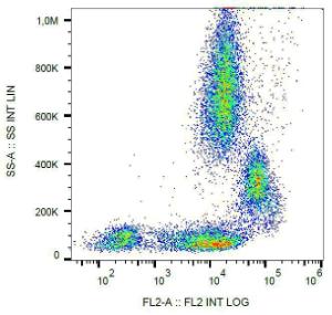 Anti-CD31 antibody