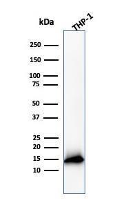 Western blot analysis of THP-1 cell lysate using Anti-Cystatin A Antibody [CSTA/3553]