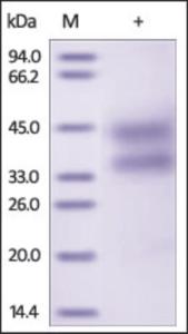 The purity of rh TNFRSF4 / OX40 / CD134 was determined by DTT-reduced (+) SDS-PAGE and staining overnight with Coomassie Blue.