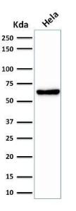 Western blot analysis of HeLa cell lysate using Anti-Mitochondria Antibody [SPM198]