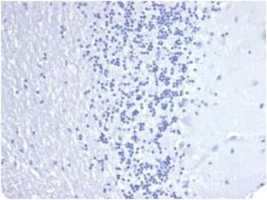 Antibody A278018-100 100 µg