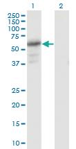 Anti-PDZD3 Mouse Monoclonal Antibody [clone: 1F2]