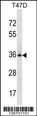 Anti-BCL2L12 Rabbit Polyclonal Antibody (Biotin)