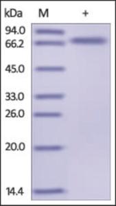 The purity of rh TNFRSF4 / OX40 / CD134 Fc Chimera was determined by DTT-reduced (+) SDS-PAGE and staining overnight with Coomassie Blue.