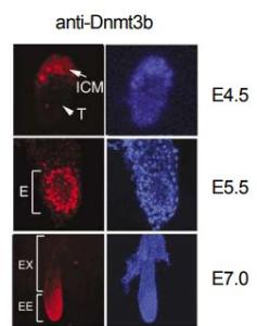 Anti-Dnmt3b Antibody